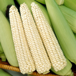 ALL_catalog_24F19_isACIqA99H