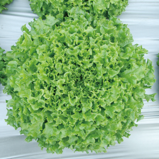 ALL_catalog_24F19_js8FAihfr6