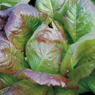 ALL_catalog_24F19_k4S9xqSeAU