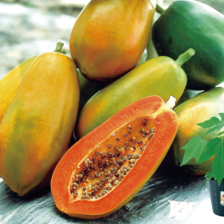 ALL_catalog_24F19_lEpzItxbfj