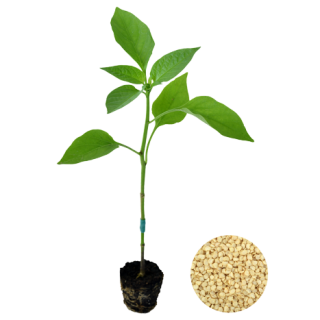 ALL_catalog_24F19_n2mJR985np