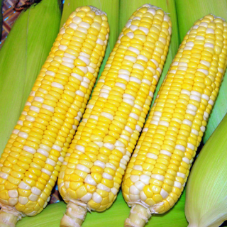 ALL_catalog_24F19_sHanzAnkaz