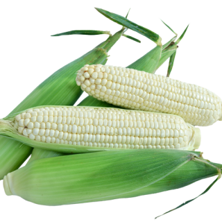 ALL_catalog_24F19_tajtc5Ybc4