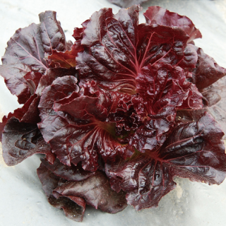 ALL_catalog_24F19_xjsxBGg77M