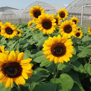 ALL_catalog_24F21_SqchpGoCDF