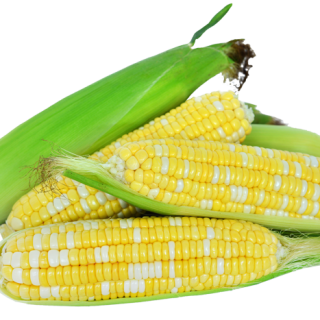 ALL_catalog_24G05_2cAVmaGiVt