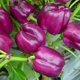 ALL_catalog_24G23_RXJ2x7SbOR