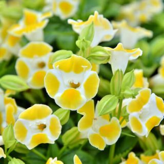 ALL_catalog_24G24_19p3Ymh7bn