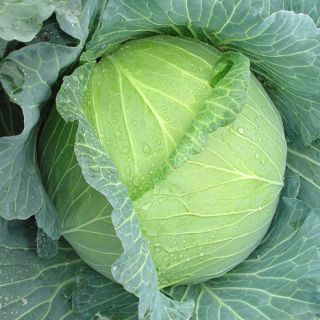 ALL_catalog_24G24_6XFNCTXvnu