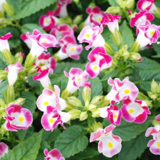 ALL_catalog_24G24_8r8eHt4fKU