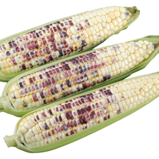 ALL_catalog_24G24_ALvx2d9bZ6