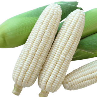 ALL_catalog_24G24_AN4C8n002Q