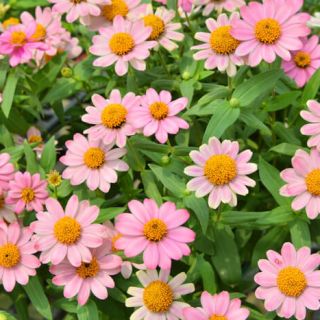 ALL_catalog_24G24_CeAKhHCm40