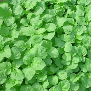 ALL_catalog_24G24_TfcpvfS08h