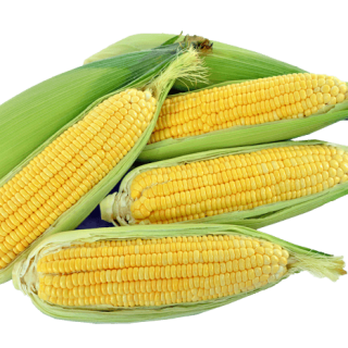 ALL_catalog_24G24_YQAzIchWPi