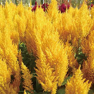 ALL_catalog_24G24_dcNTUPHpgJ