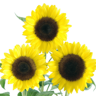 ALL_catalog_24G24_fsbHLHUABf