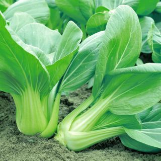 ALL_catalog_24G24_i3Jaelkcrh