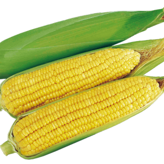 ALL_catalog_24G24_jN4d2FjfPc