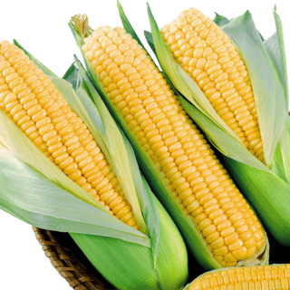 ALL_catalog_24G24_sx2ZAucyIt