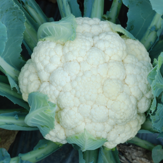 ALL_catalog_25L04_q11FOxFHaW