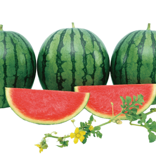 Amazing(3F-94-2728)2