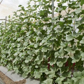 Mrunmayi Plant