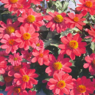 cuc-ha-duong-mau-hong