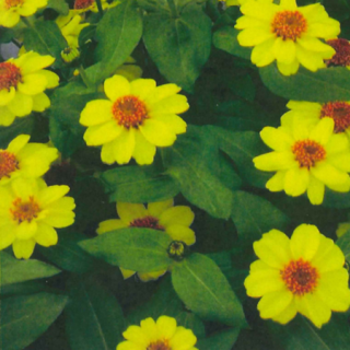 cuc-ha-duong-mau-vang